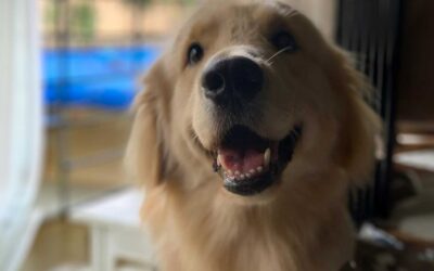 Natural Pet Nutrition