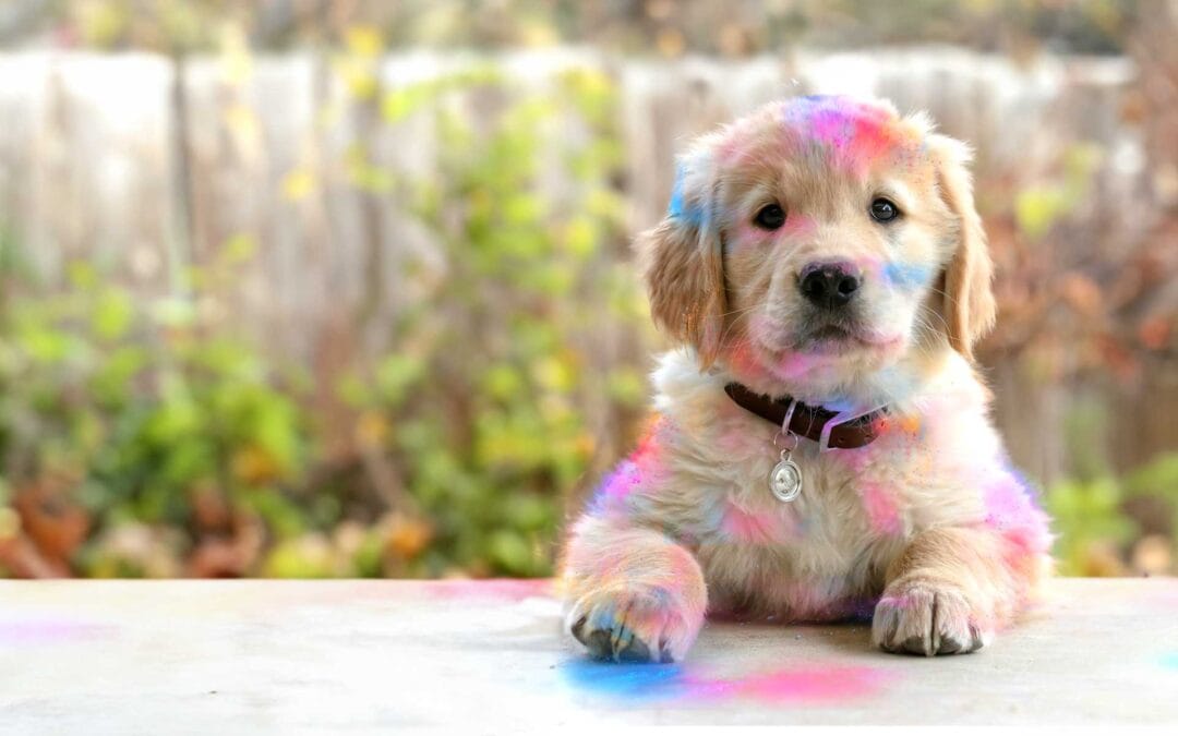 Boora Na Mano Holi Hai 🐶