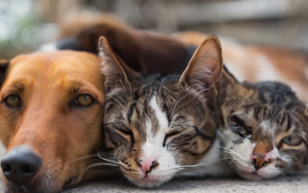 Its National Pet day !!