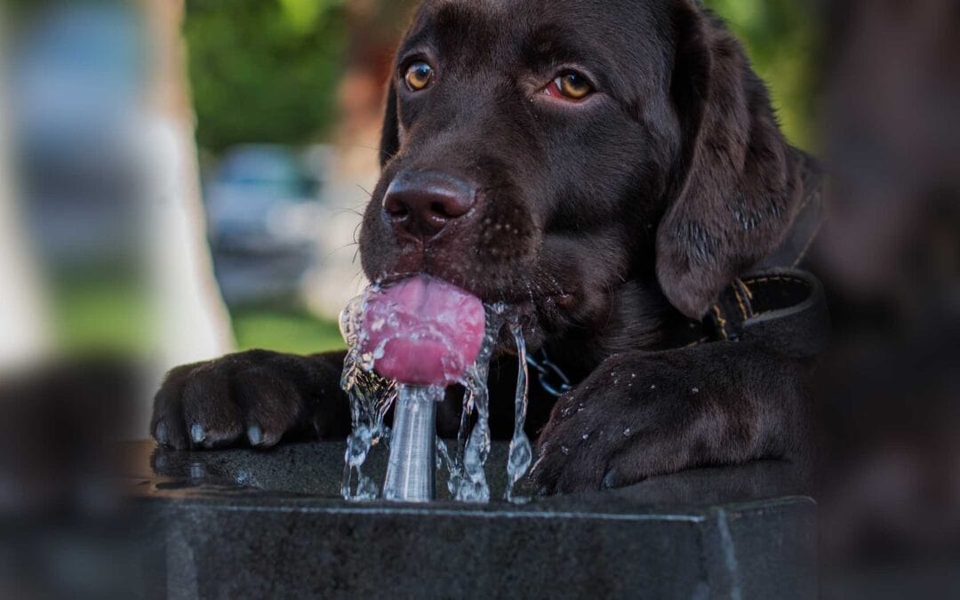 Keep Your Pets Hydrated and Active During Summer
