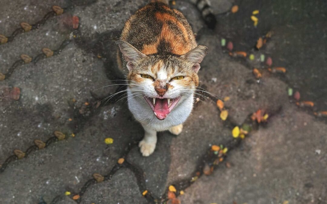 Pet Mental Health Awareness for Happy Paws