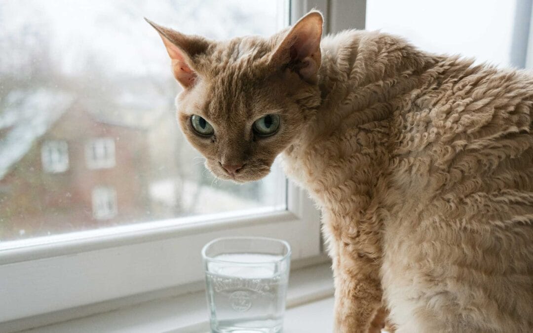 8 Signs of Dehydration in Pets