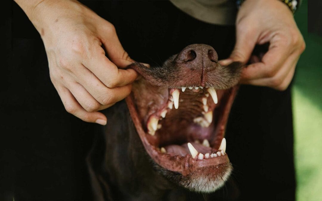 Sparkling Smiles : Guide to Maintaining your Pet’s Oral Hygiene