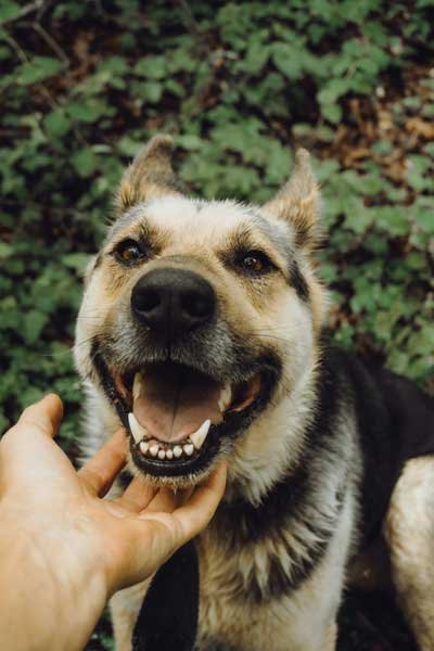 Pet's Oral Hygiene