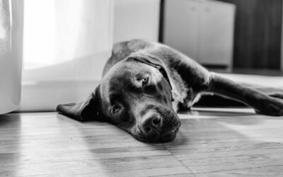 Leaky Gut Syndrome in Pets